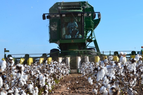 Cotton Planting